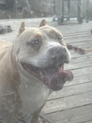 Found/Stray Female Dog last seen Wildhorse parkway, San Antonio, TX 78254