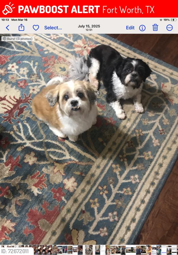 Lost Male Dog last seen Broadway & Earle Drive. Haltom City, TX 76117, Fort Worth, TX 76117