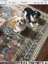 Lost Male Dog last seen Broadway & Earle Drive. Haltom City, TX 76117, Fort Worth, TX 76117