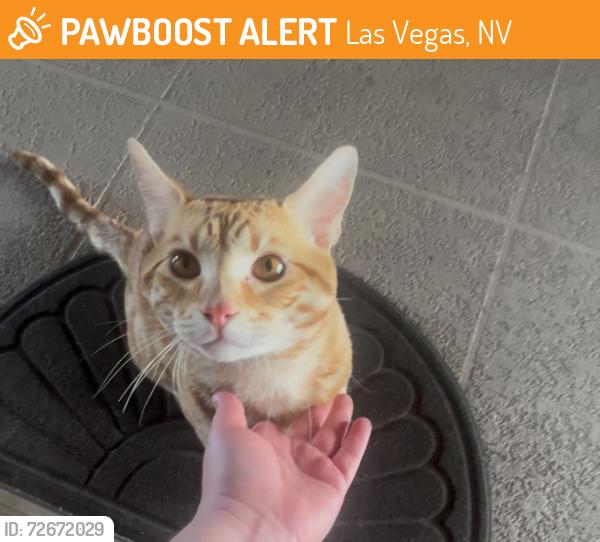 Found/Stray Male Cat last seen By building 212 in the Bella Vita apt complex , Las Vegas, NV 89103