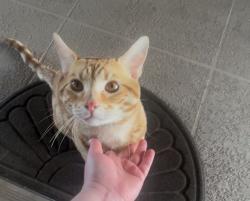 Found/Stray Male Cat last seen By building 212 in the Bella Vita apt complex , Las Vegas, NV 89103