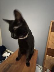 Lost Male Cat last seen mills street and bentley road, Leesburg, FL 34748