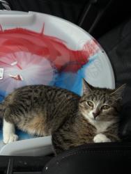 Lost Female Cat last seen Near E main street SE, Caledonia, MI 49316
