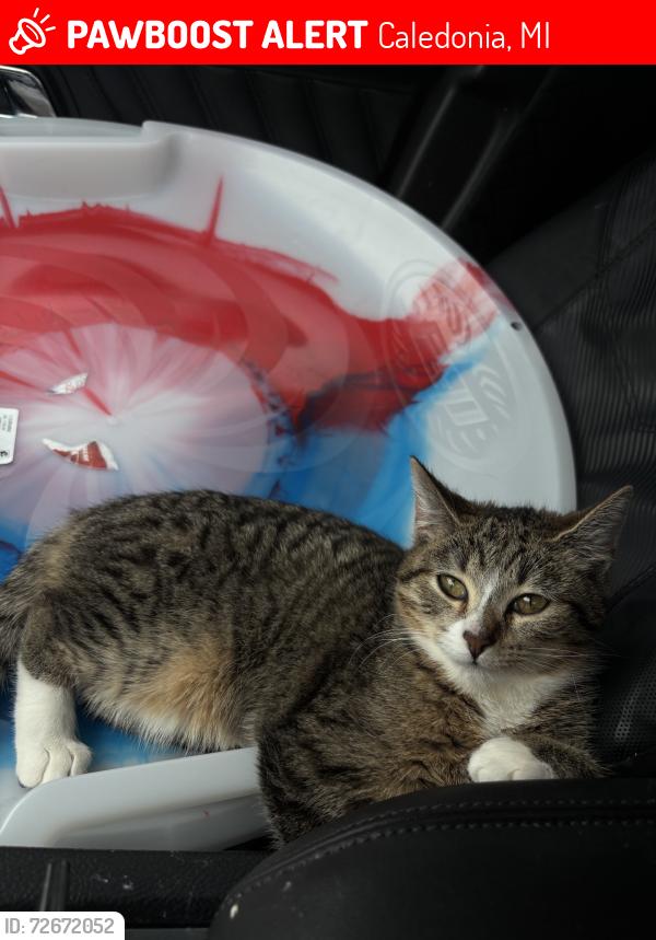 Lost Female Cat last seen Near E main street SE, Caledonia, MI 49316