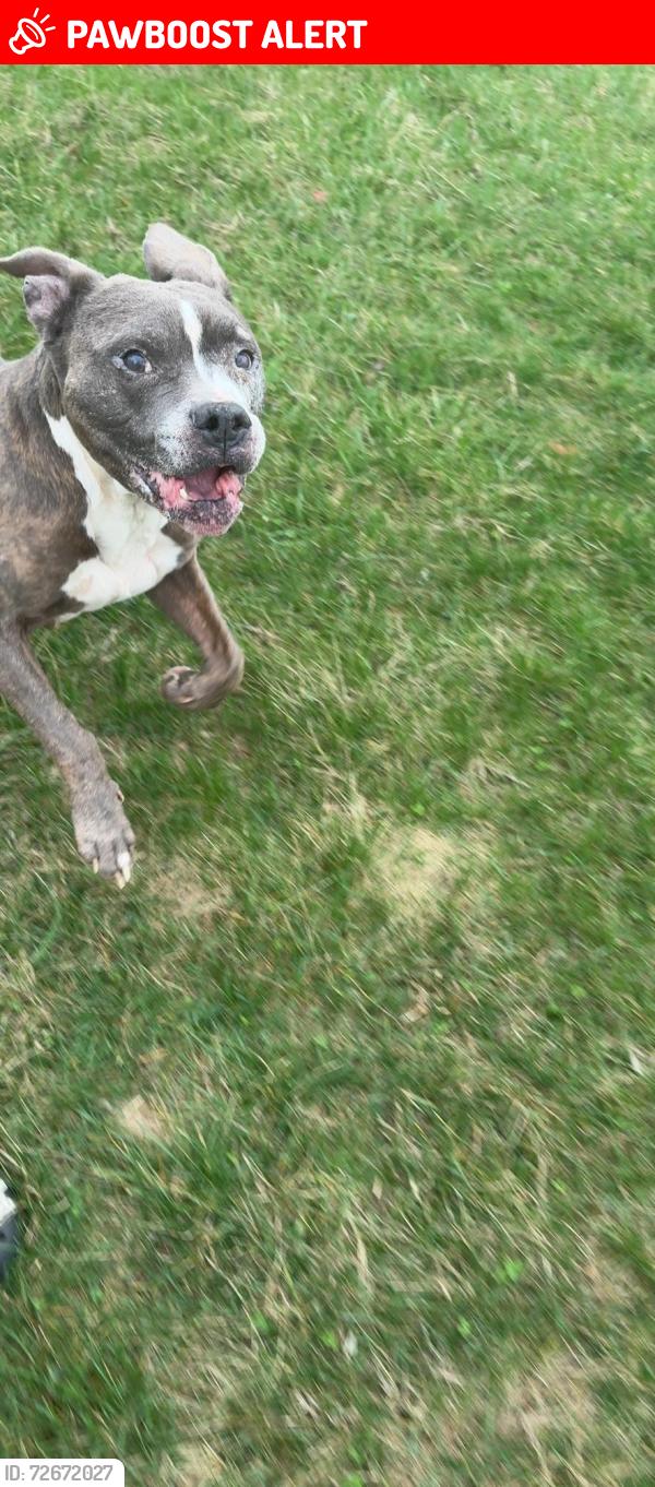 Lost Male Dog last seen Cincinnati Dayton rd , Liberty Township, OH 45044