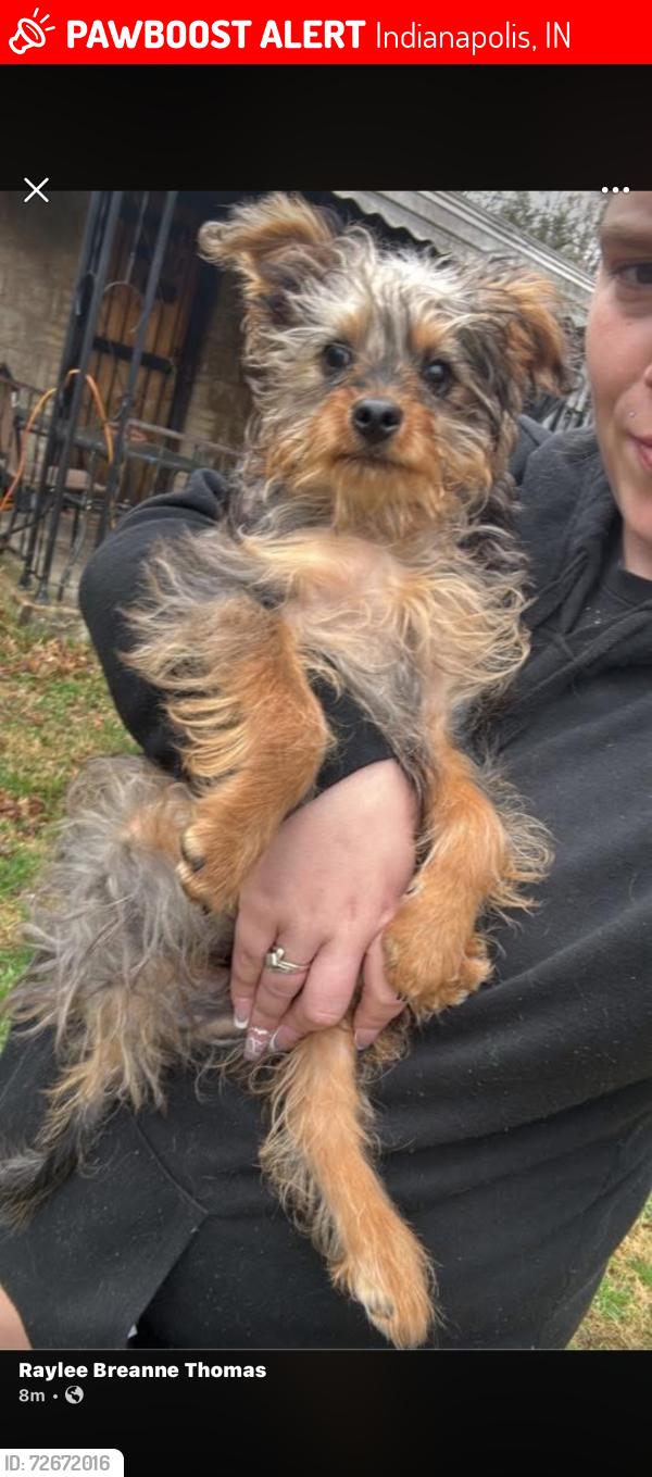 Lost Female Dog last seen burke and vermont , Indianapolis, IN 46234