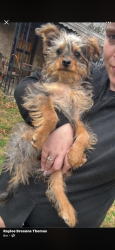 Lost Female Dog last seen burke and vermont , Indianapolis, IN 46234