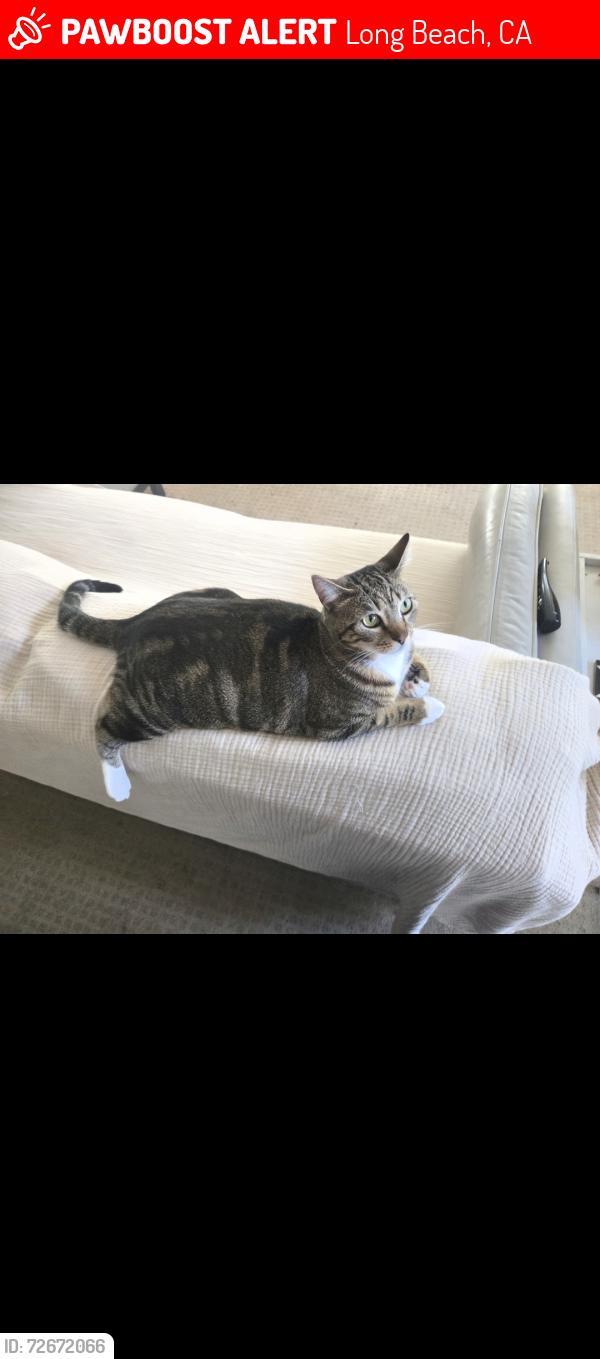 Lost Female Cat last seen 9th place, Long Beach, CA 90802