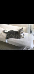 Lost Female Cat last seen 9th place, Long Beach, CA 90802
