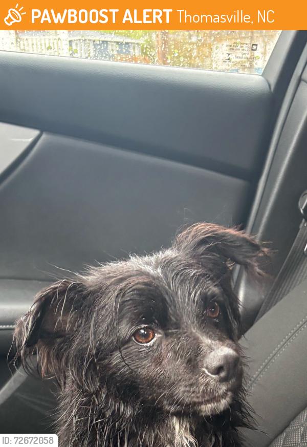 Found/Stray Male Dog last seen Kendall Mill Rd, Thomasville, NC 27360