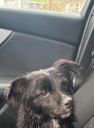 Found/Stray Male Dog last seen Kendall Mill Rd, Thomasville, NC 27360