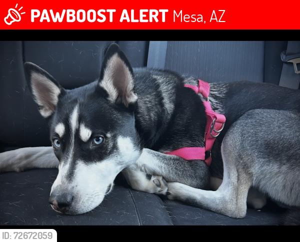Lost Female Dog last seen Val vista and broadway , Mesa, AZ 85204
