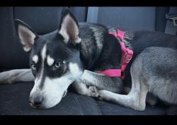 Lost Female Dog last seen Val vista and broadway , Mesa, AZ 85204