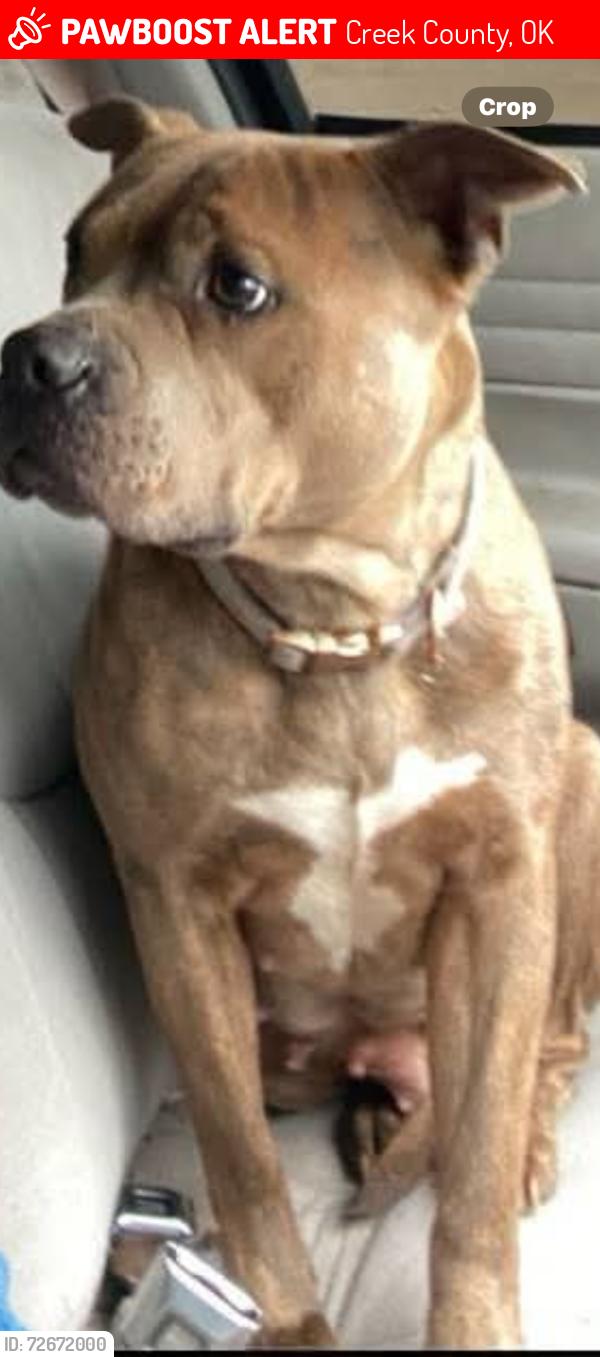 Lost Female Dog last seen Hwy 48   , Creek County, OK 74044