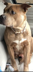 Lost Female Dog last seen Hwy 48   , Creek County, OK 74044