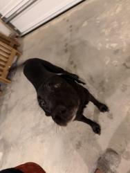 Found/Stray Male Dog last seen Near min from walmart on w Cumberland st, Dunn, NC 28334