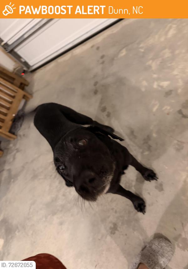 Found/Stray Male Dog last seen Near min from walmart on w Cumberland st, Dunn, NC 28334