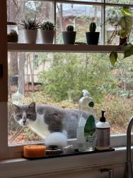 Found/Stray Unknown Cat last seen Lassiter street, Durham, Durham, NC 27707