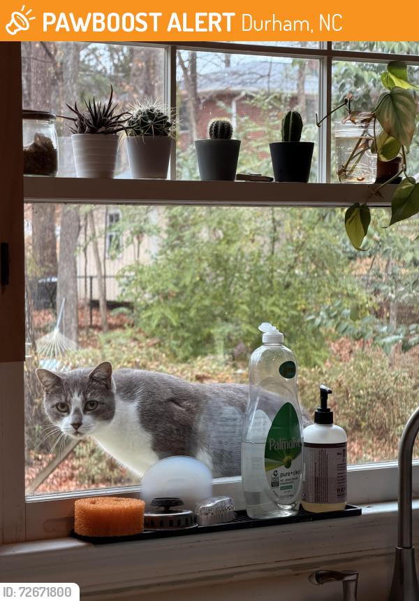 Found/Stray Unknown Cat last seen Lassiter street, Durham, Durham, NC 27707