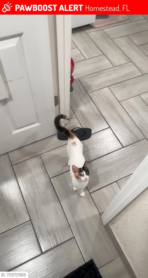 Lost Female Cat last seen Near hmstd pavilion, Homestead, FL 33033