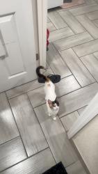 Lost Female Cat last seen Near hmstd pavilion, Homestead, FL 33033