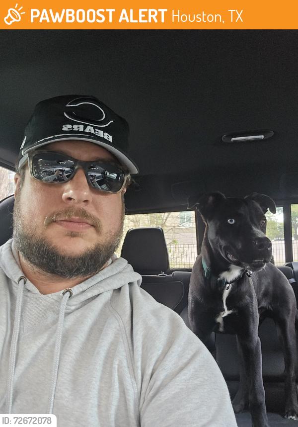 Found/Stray Male Dog last seen Briar forest blvd, Houston, TX 77042