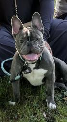 Lost Male Dog last seen Montgomery ave, Philadelphia, PA 19121