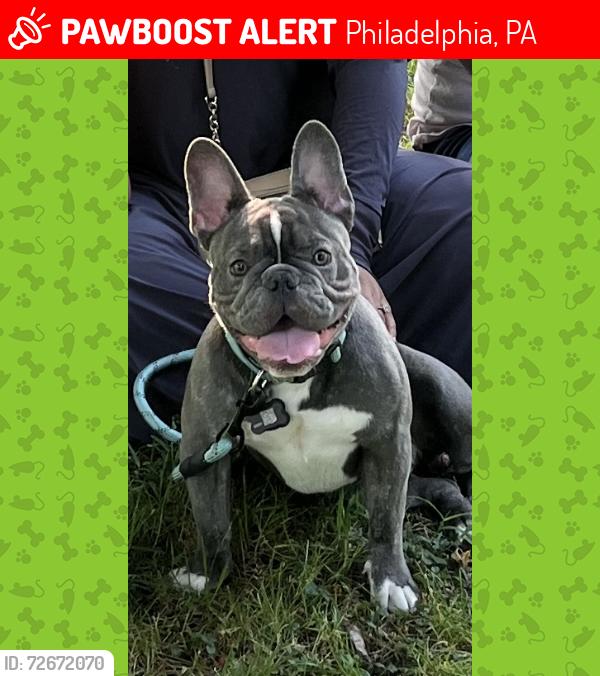 Lost Male Dog last seen Montgomery ave, Philadelphia, PA 19121
