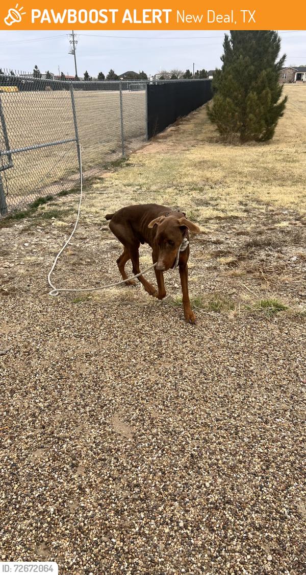 Found/Stray Male Dog last seen North I27 and South New Deal area, New Deal, TX 79403