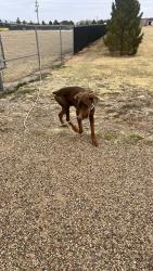 Found/Stray Male Dog last seen North I27 and South New Deal area, New Deal, TX 79403