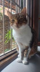 Lost Female Cat last seen Atrás do campo de futebol da Pedra , Guaratiba, RJ 23027-200