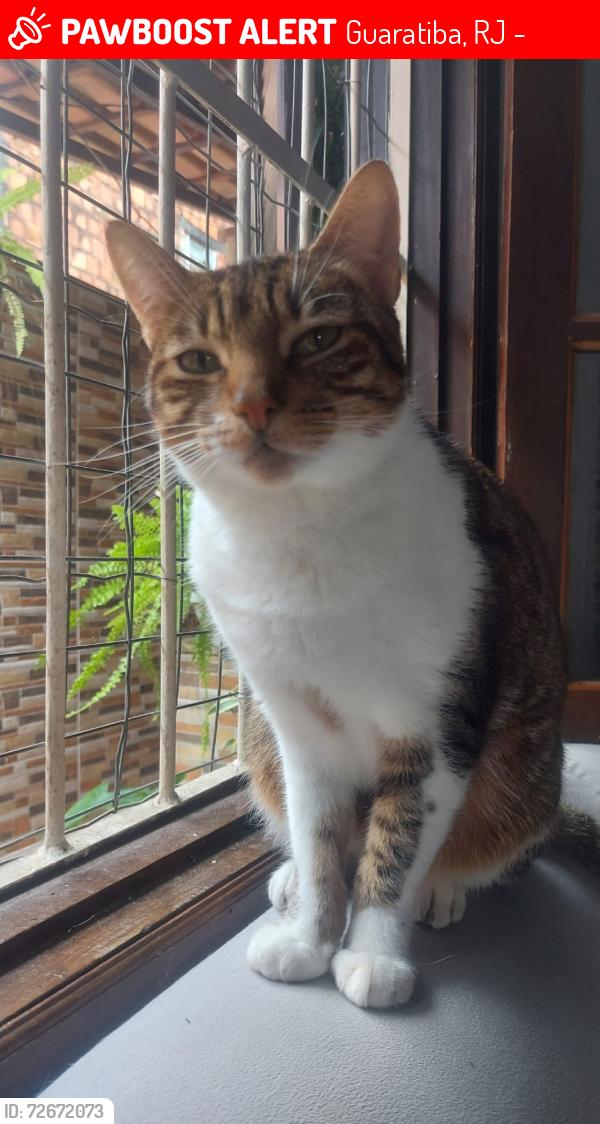Lost Female Cat last seen Atrás do campo de futebol da Pedra , Guaratiba, RJ 23027-200