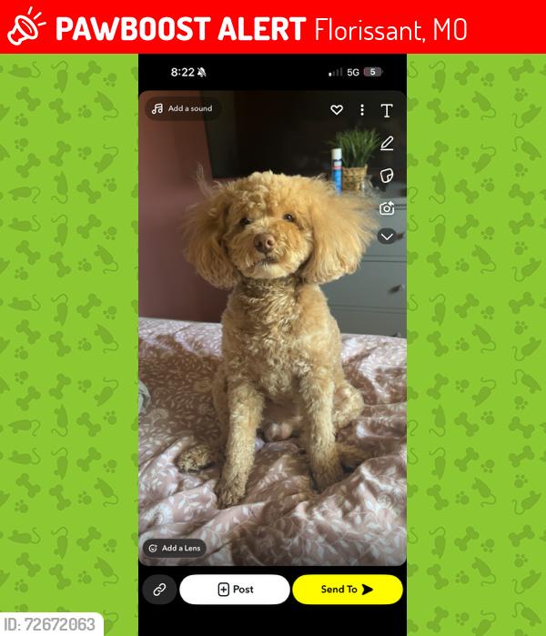 Lost Male Dog last seen jenkee and paul , Florissant, MO 63031