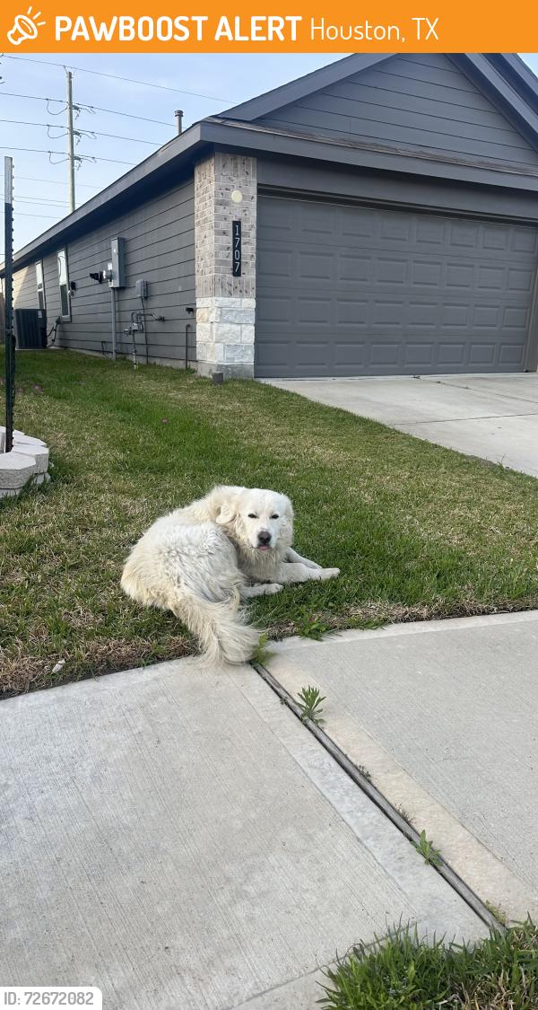 Found/Stray Unknown Dog last seen Royal Rim Drive , Houston, TX 77067