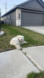 Found/Stray Unknown Dog last seen Royal Rim Drive , Houston, TX 77067