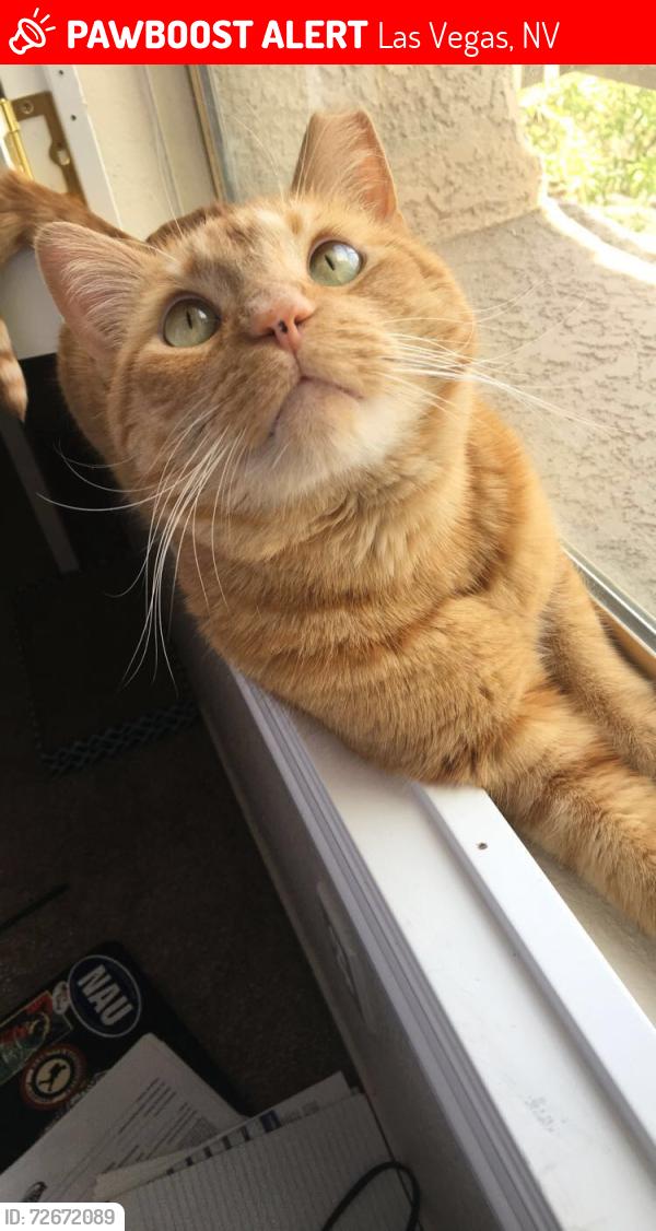 Lost Male Cat last seen Shinniecock and Montagne Marron Blvd, Las Vegas, NV 89141