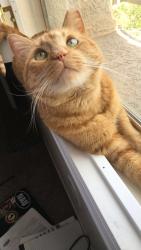 Lost Male Cat last seen Shinniecock and Montagne Marron Blvd, Las Vegas, NV 89141