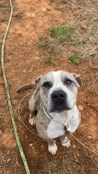 Found/Stray Female Dog last seen Post road, Randolph County, NC 27370