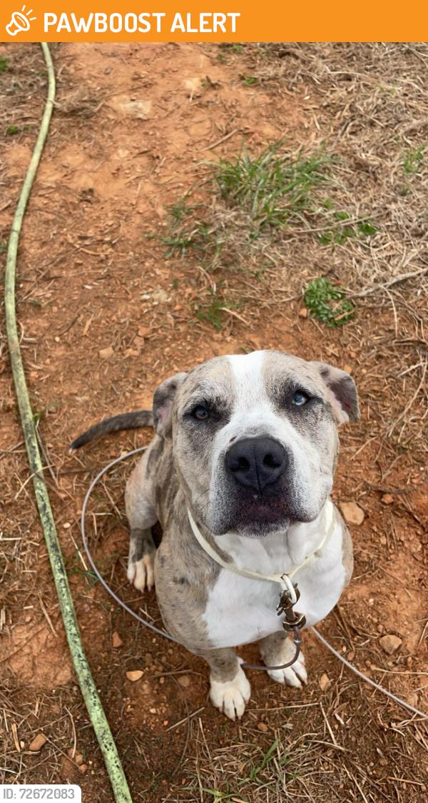 Found/Stray Female Dog last seen Post road, Randolph County, NC 27370