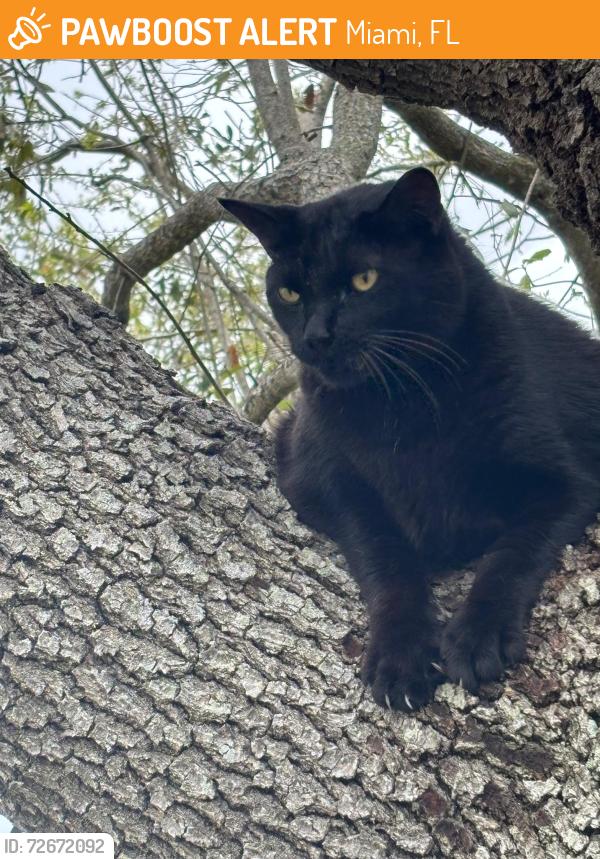 Found/Stray Female Cat last seen Near SW 104th St Miami, FL  33176 United States, Miami, FL 33176