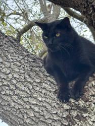 Found/Stray Female Cat last seen Near SW 104th St Miami, FL  33176 United States, Miami, FL 33176