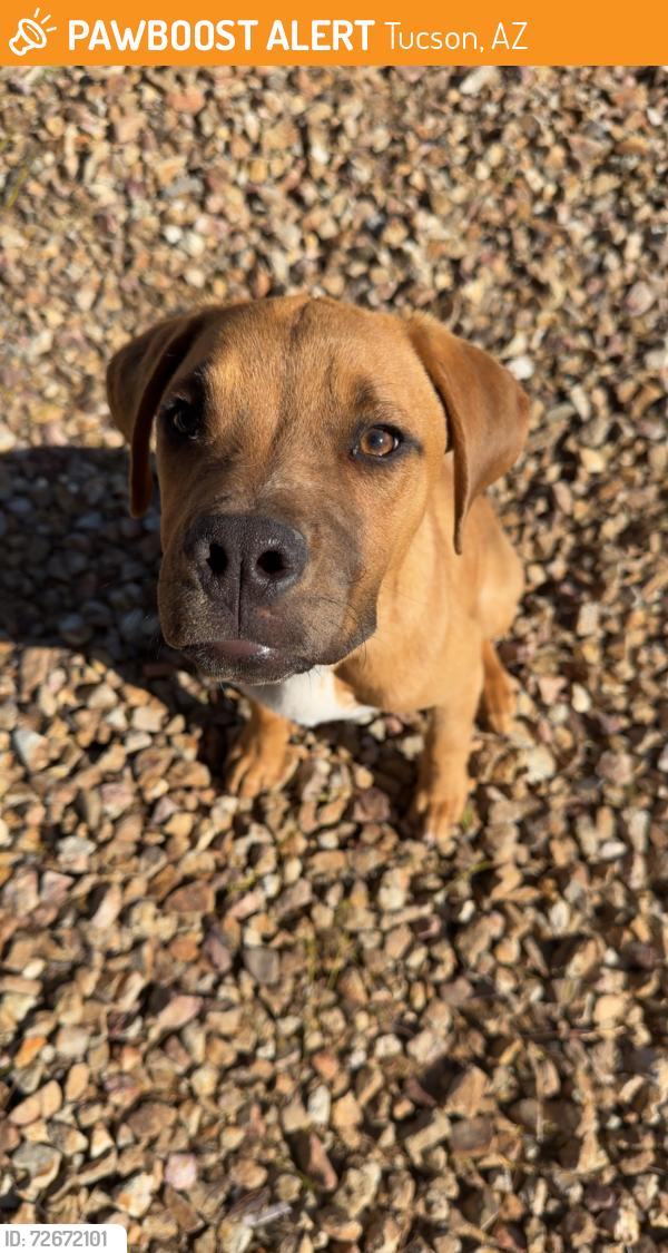 Found/Stray Male Dog last seen El Rio Library, Tucson, AZ 85745