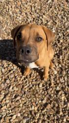 Found/Stray Male Dog last seen El Rio Library, Tucson, AZ 85745