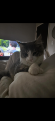 Lost Female Cat last seen stonecreek dr & hoy lake ct ,the creek at 2645 apmts , Sacramento, CA 95833