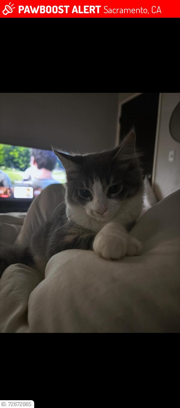 Lost Female Cat last seen stonecreek dr & hoy lake ct ,the creek at 2645 apmts , Sacramento, CA 95833