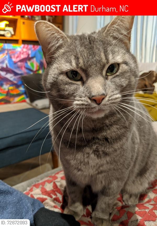 Lost Female Cat last seen Rockwood park, Durham, NC 27707