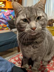 Lost Female Cat last seen Rockwood park, Durham, NC 27707