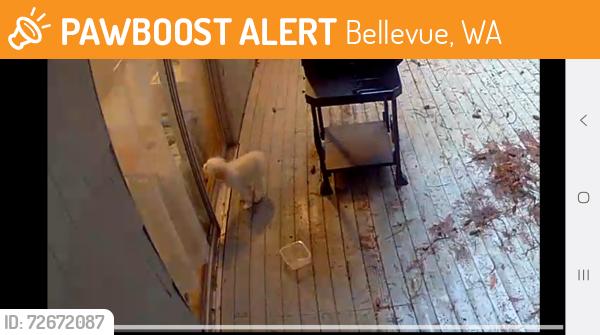 Found/Stray Unknown Dog last seen NE 14th &110th Ave NE, Bellevue, WA 98004