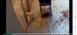 Found/Stray Unknown Dog last seen NE 14th &110th Ave NE, Bellevue, WA 98004