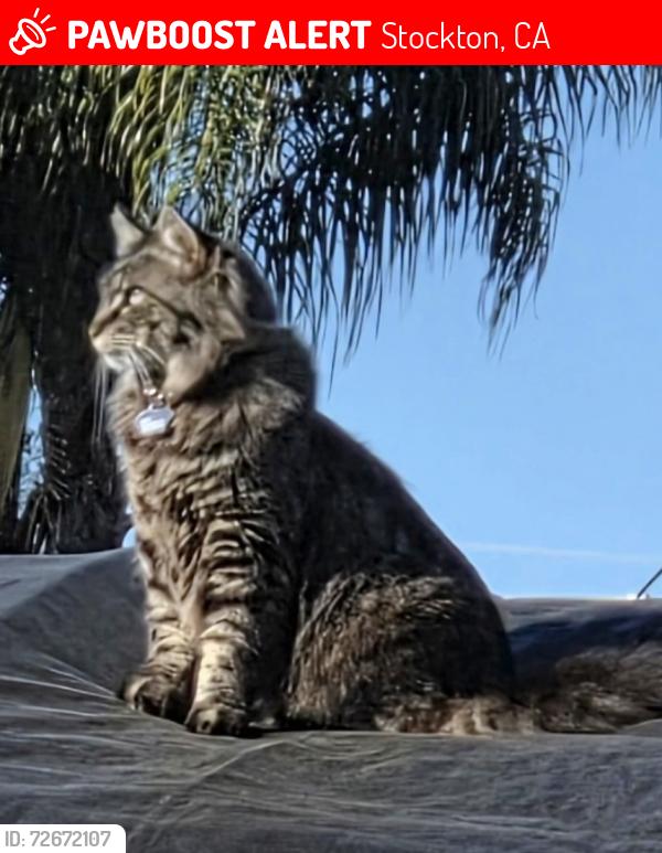 Lost Male Cat last seen Dona Lugo/Don Carlos/Morada Ln. Area , Stockton, CA 95210